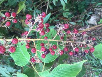 Fotografia da espécie Rubus ulmifolius var. ulmifolius