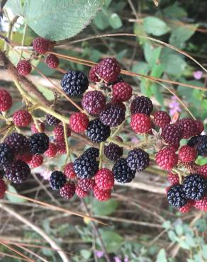 Fotografia 5 da espécie Rubus ulmifolius var. ulmifolius no Jardim Botânico UTAD