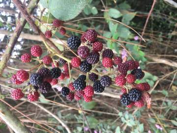 Fotografia da espécie Rubus ulmifolius var. ulmifolius