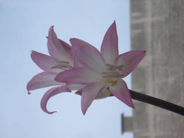 Fotografia da espécie Amaryllis belladonna