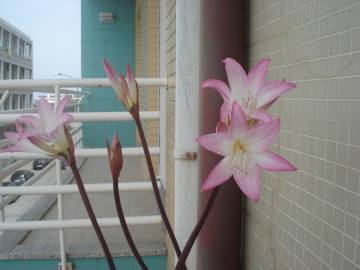 Fotografia da espécie Amaryllis belladonna