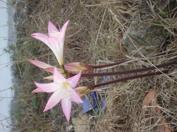 Fotografia da espécie Amaryllis belladonna