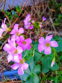 Fotografia da espécie Oxalis debilis var. corymbosa