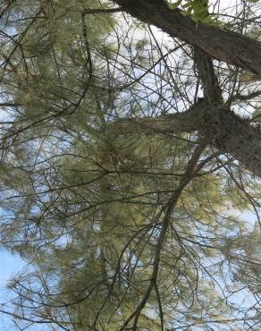 Fotografia 5 da espécie Casuarina cunninghamiana no Jardim Botânico UTAD