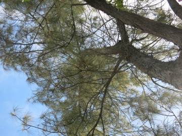 Fotografia da espécie Casuarina cunninghamiana