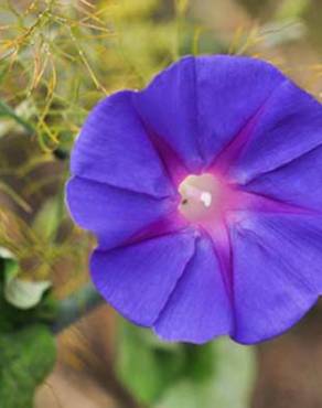 Fotografia 12 da espécie Ipomoea indica no Jardim Botânico UTAD