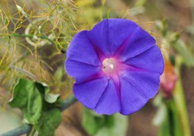 Fotografia da espécie Ipomoea indica