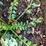 Fotografia 10 da espécie Lepidium coronopus do Jardim Botânico UTAD