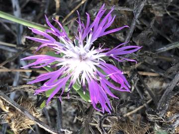 Fotografia da espécie Dianthus broteri