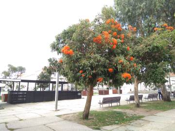 Fotografia da espécie Corymbia ficifolia