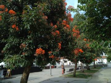 Fotografia da espécie Corymbia ficifolia