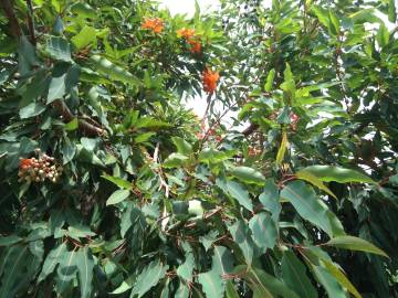 Fotografia da espécie Corymbia ficifolia