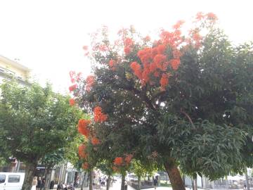 Fotografia da espécie Corymbia ficifolia