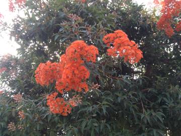 Fotografia da espécie Corymbia ficifolia