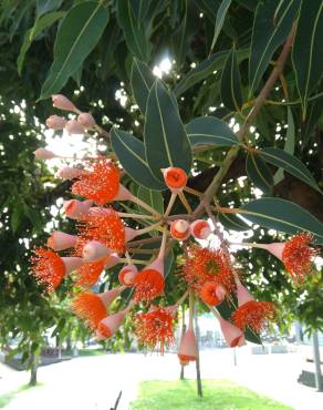 Fotografia 36 da espécie Corymbia ficifolia no Jardim Botânico UTAD