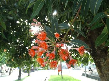 Fotografia da espécie Corymbia ficifolia