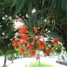 Fotografia 36 da espécie Corymbia ficifolia do Jardim Botânico UTAD