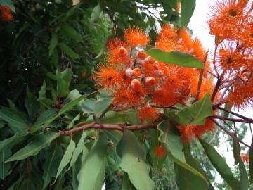 Fotografia da espécie Corymbia ficifolia