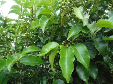 Fotografia da espécie Prunus lusitanica subesp. azorica