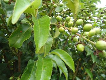 Fotografia da espécie Prunus lusitanica subesp. azorica