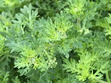 Fotografia da espécie Lepidium didymum