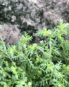 Fotografia 19 da espécie Lepidium didymum no Jardim Botânico UTAD