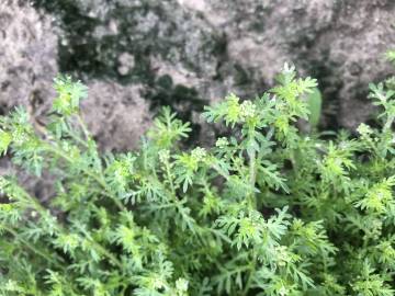 Fotografia da espécie Lepidium didymum