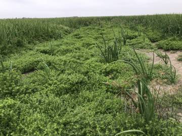 Fotografia da espécie Lepidium didymum