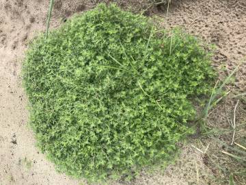 Fotografia da espécie Lepidium didymum