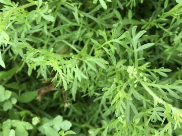 Fotografia da espécie Lepidium didymum