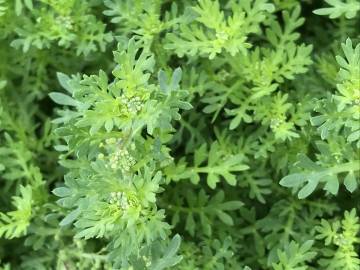 Fotografia da espécie Lepidium didymum