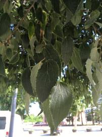 Fotografia da espécie Celtis australis