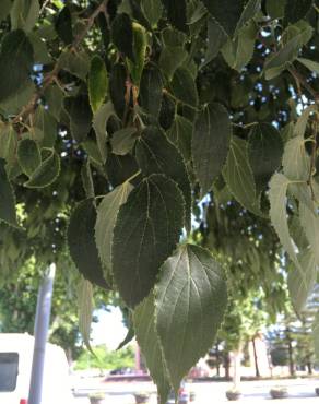 Fotografia 12 da espécie Celtis australis no Jardim Botânico UTAD