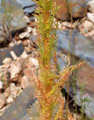 Reseda barrelieri var. barrelieri