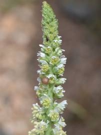 Fotografia da espécie Reseda barrelieri var. barrelieri