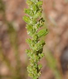 Fotografia da espécie Reseda barrelieri var. barrelieri