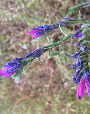 Fotografia 16 da espécie Echium vulgare subesp. vulgare no Jardim Botânico UTAD