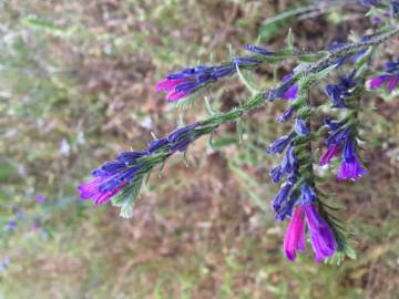 Fotografia da espécie Echium vulgare subesp. vulgare