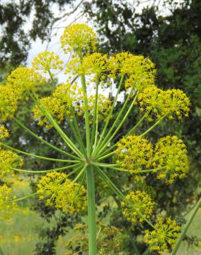 Fotografia 1 da espécie Thapsia nitida var. meridionalis no Jardim Botânico UTAD