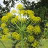 Fotografia 1 da espécie Thapsia nitida var. meridionalis do Jardim Botânico UTAD