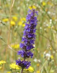 Nepeta multibracteata