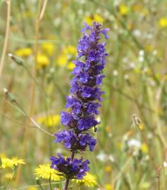 Fotografia da espécie Nepeta multibracteata