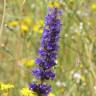 Fotografia 1 da espécie Nepeta multibracteata do Jardim Botânico UTAD