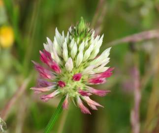 Fotografia da espécie Trifolium vesiculosum