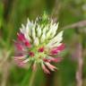 Fotografia 7 da espécie Trifolium vesiculosum do Jardim Botânico UTAD