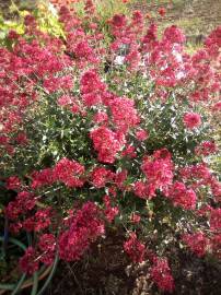 Fotografia da espécie Centranthus ruber