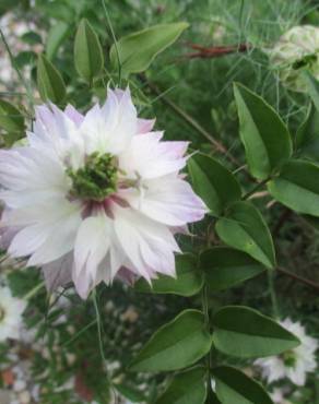 Fotografia 19 da espécie Nigella damascena no Jardim Botânico UTAD