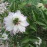 Fotografia 19 da espécie Nigella damascena do Jardim Botânico UTAD