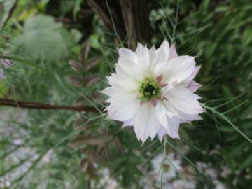 Fotografia da espécie Nigella damascena