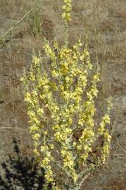 Fotografia da espécie Verbascum pulverulentum